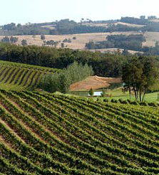 Brookhampton Estate Vineyard - Accommodation Yamba 1