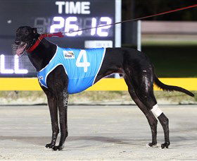 Bulli Greyhound Racing Club - Accommodation Yamba 3
