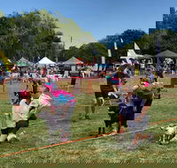 Dogs in the Park Orange - Accommodation Yamba