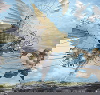 Dreams of Air and Flight - Accommodation Yamba