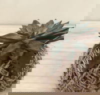 Kokedama Workshop - Accommodation Yamba