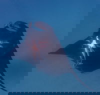 Project Manta Ningaloo Reef Western Australia - Accommodation Yamba