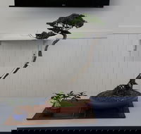 Wauchope Bonsai Workshop Group - Accommodation Yamba