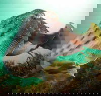 Whyalla Maritime Museum - Cuttlefish Capers - Accommodation Yamba