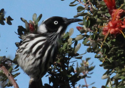 Esperance Wildflower Festival - Accommodation Yamba 0