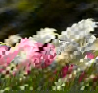 Floriade Reimagined - Accommodation Yamba