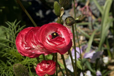 Garden Expo Benalla - Accommodation Yamba 0