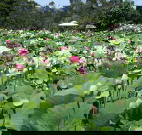 Lotus Flower Season - Accommodation Yamba