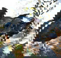 Mudgee Farm Walks - Accommodation Yamba