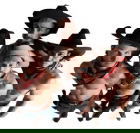 RAILED by Head First Acrobats - Accommodation Yamba