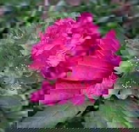 Rhododendrons at Brangayne - Accommodation Yamba