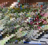 Sapphire Coast Orchid Club Spring Orchid Show - Accommodation Yamba