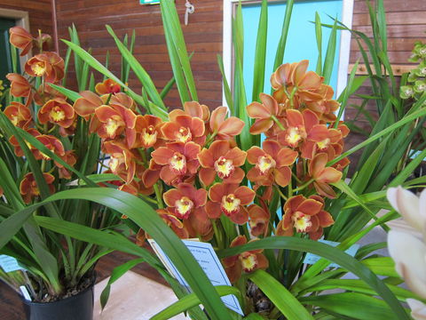 Sapphire Coast Orchid Club Spring Orchid Show - Accommodation Yamba 2