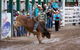 Warwick Rodeo National APRA National Finals And Warwick Gold Cup Campdraft - thumb 1