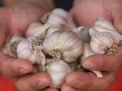 Armidale Farmers' Market - Accommodation Yamba 0