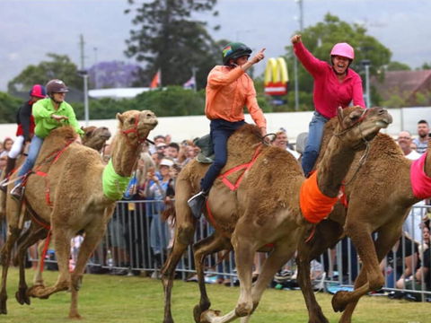 Camel Races At Penrith Paceway - Accommodation Yamba 0
