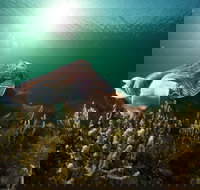 Cuttlefish Diving  Snorkeling EVERYDAY May -August - Accommodation Yamba