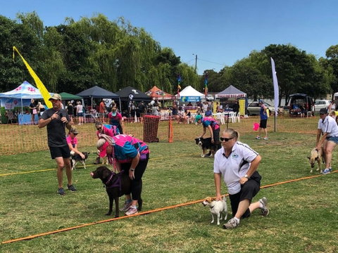 Dogs In The Park NSW St Ives - Accommodation Yamba 0