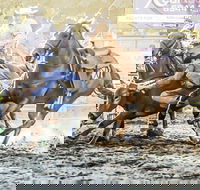 Gundagai Rodeo - Accommodation Yamba