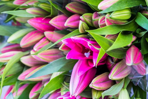 Harvest Launceston Community Farmers' Market - Accommodation Yamba 0