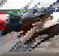 Stroud Rodeo and Campdraft - Accommodation Yamba