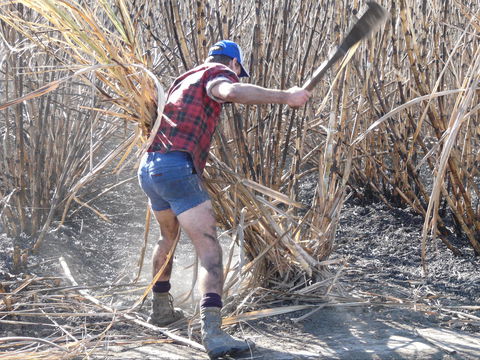 Sweet Days, Hot Nights Festival - Accommodation Yamba 2