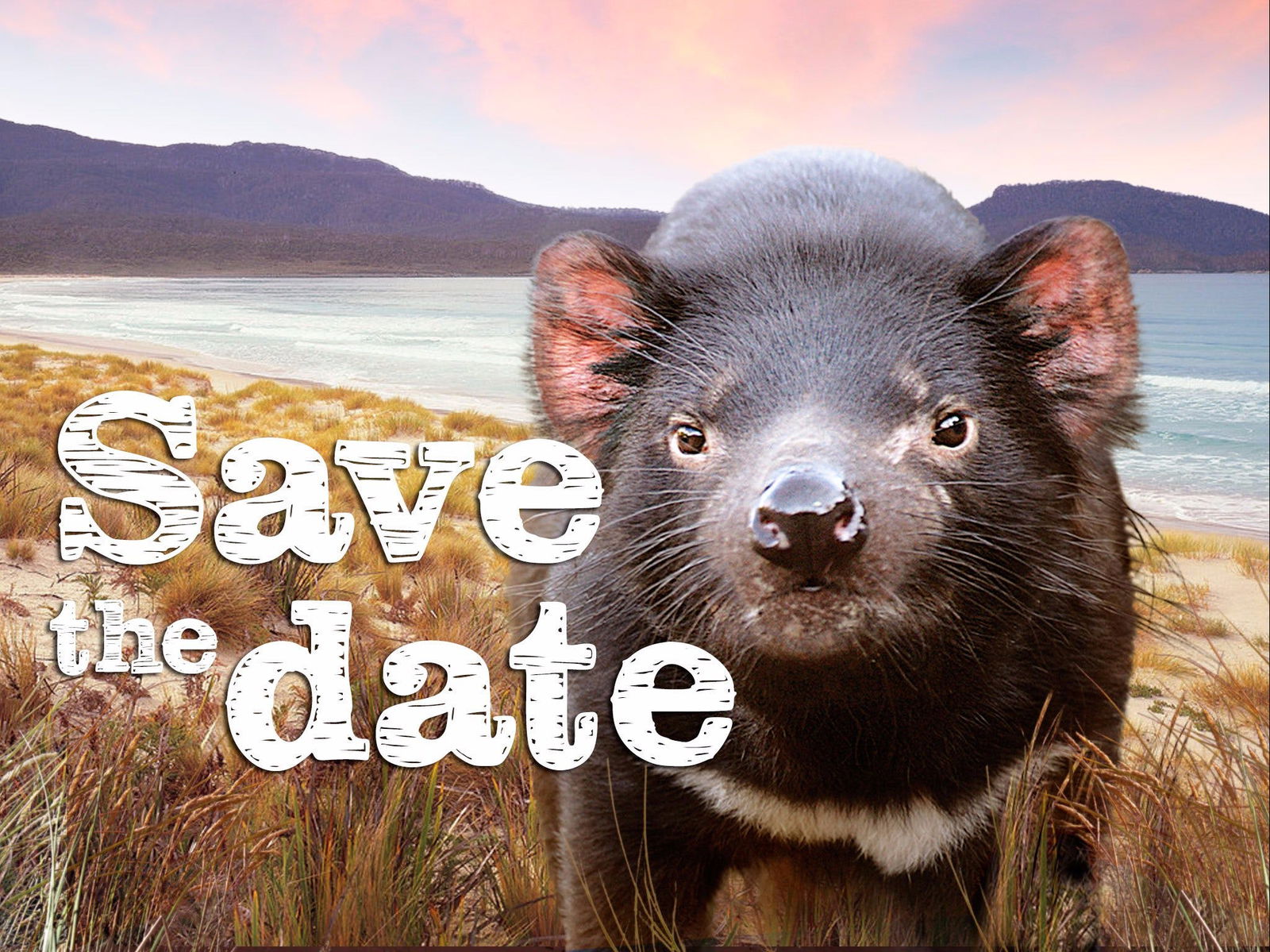 Pawtella TAS Accommodation Yamba