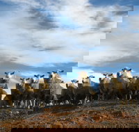 Annual Bredbo Sheep Dog Trials - Accommodation Yamba