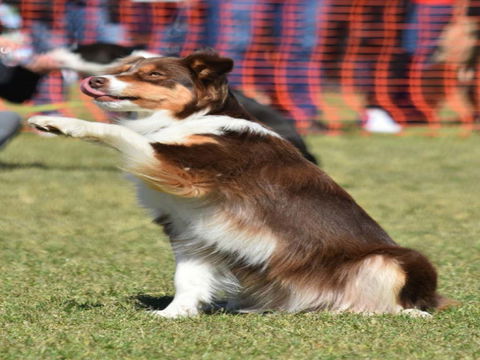 Dogs In The Park NSW Orange - Accommodation Yamba 0