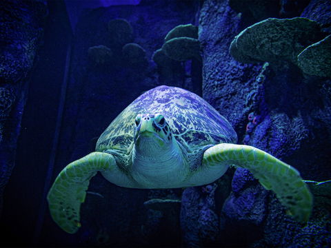 Sydney's Aquarium - Accommodation Yamba 0