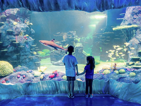 Sydney's Aquarium - Accommodation Yamba 1