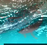 Ningaloo Lodge Exmouth - Accommodation Yamba