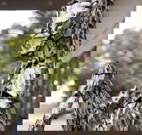 Best Western Sanctuary Inn - Accommodation Yamba