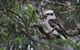 Waterfront Jervis Bay Escape Cooinda - thumb 4