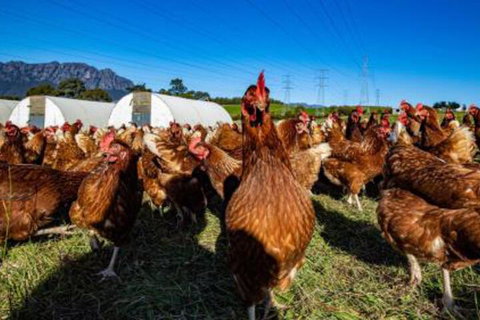 Carinya Farm Holiday Retreat - Accommodation Yamba 7