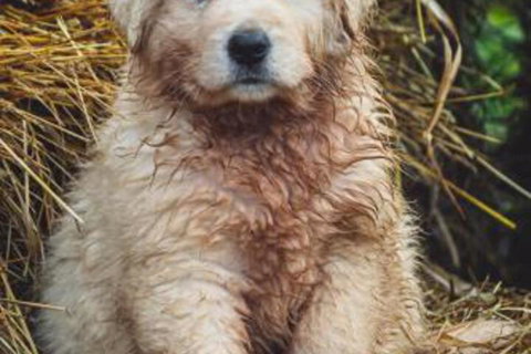 Carinya Farm Holiday Retreat - Accommodation Yamba 6