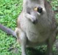 Bluewater Bed  Breakfast Cairns - Accommodation Yamba