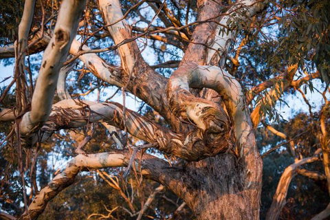 Dragonfly Cottages - Accommodation Yamba 4