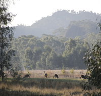 Dacelo - Accommodation Yamba