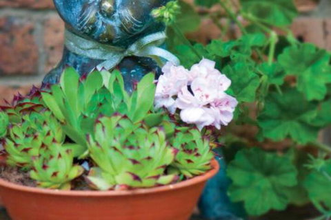 Clifton Gardens Bed & Breakfast Orange - Accommodation Yamba 2