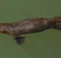 The Pond Cottage - Accommodation Yamba