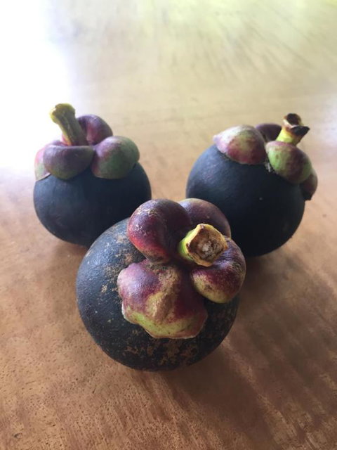 Villa Zena - Accommodation Yamba 1