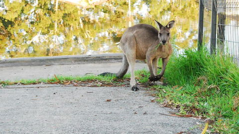 Riverfront Delight - Accommodation Yamba 3
