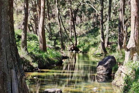 Shady Creek Eco Cabin - Accommodation Yamba 3