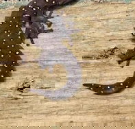 Beechs' Brook Rainforest Retreat - Accommodation Yamba