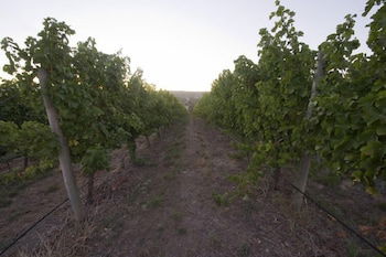 Barristers Block Vigneron Villa - Accommodation Yamba 4