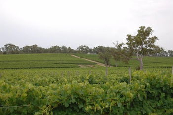 Barristers Block Vigneron Villa - Accommodation Yamba 6