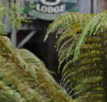 The Wombat Cottage - Accommodation Yamba