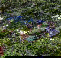 Unique Tropical Rainforest Getaway - Accommodation Yamba
