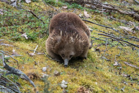 Acacia Hills Retreat - Accommodation Yamba 1
